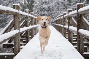 Winter Pet Safety Tips: Protecting from Cold Weather Hazards | Kennel