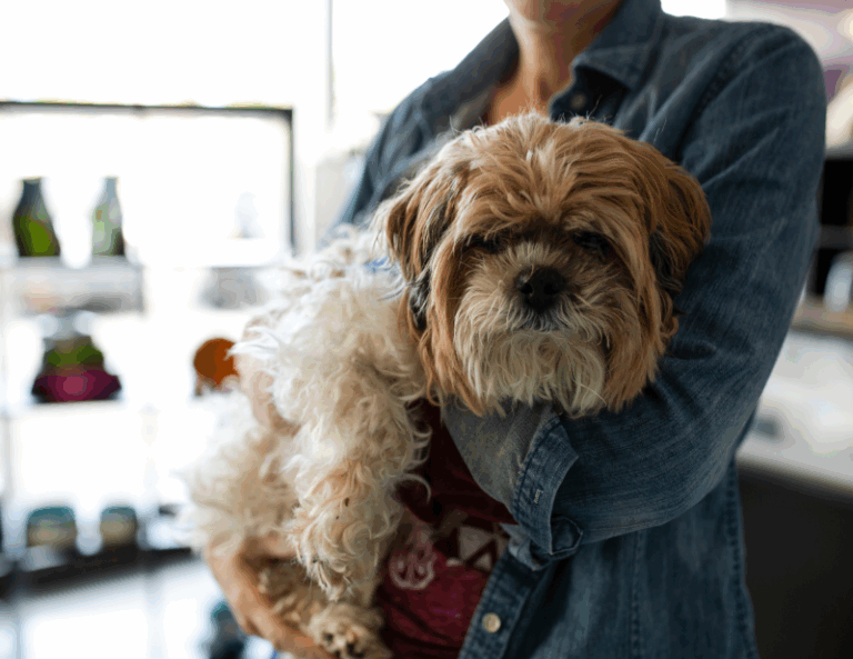 Photo inspiration: Gallery Detail: Top Time Saving Features To Look For In Kennel Software