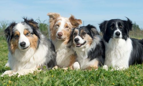 BookingSurgesDogBoardingSoftware (1)