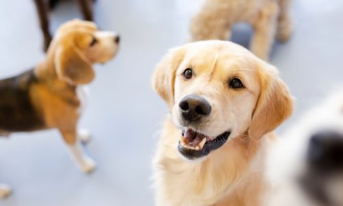 DogDaycareDemand