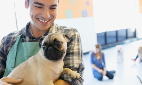 DogDaycareReportingBlog