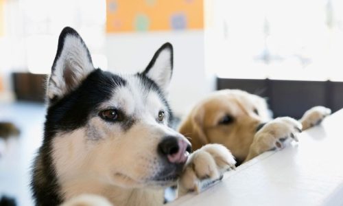 Dog_Daycare_Provider