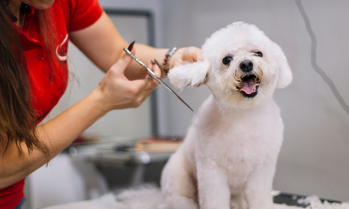 HolidayDogGrooming (1)