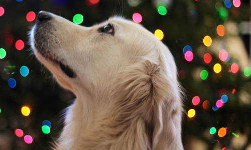 HolidaySafetyBlog (1)