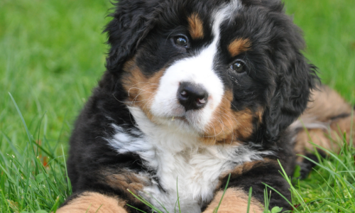 PetCardBlog