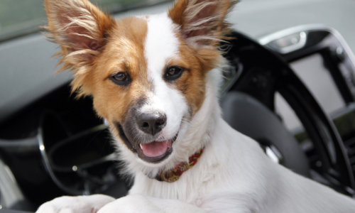 ReduceNoShowsBlog (1)