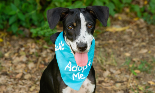 RescueDogBlog