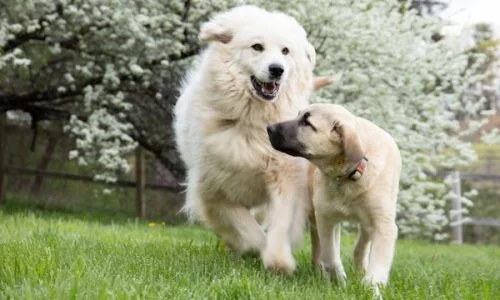 How to Create Safe Playgroups for Your Dog Daycare Business