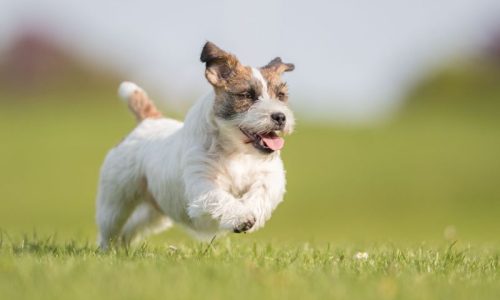 SpringBoardingBlog (1)