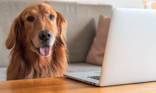 UpgradeSoftwareBlog (1)