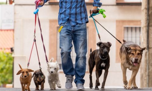 Walk the Dog (1)