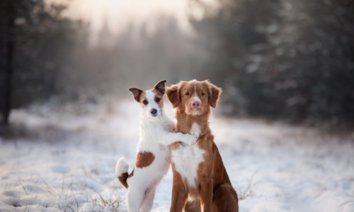 WinterActivitiesBlog