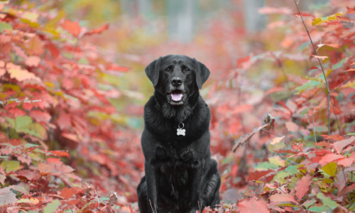 fallblog