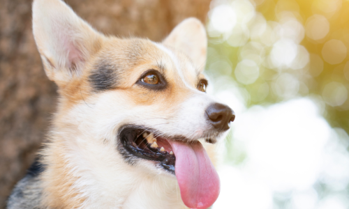 healthypetbasicsblog